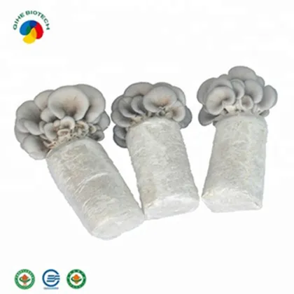 Farm organic fruitwood grey oyster mushroom spawn