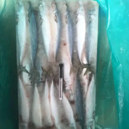 Frozen Fish Whole Round Mackerel 200-300