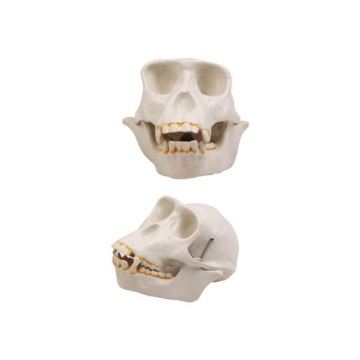 CHIMPANZEE Skull 50102.11