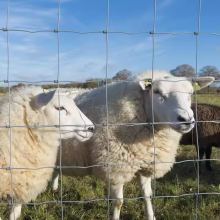 Fio de cerca de gado para agricultura em pequena escala
