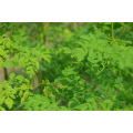 Moringa Leaf Extract Benifits Herbal extract moringa leaf extract Manufactory