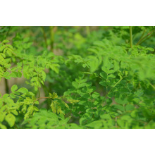 Moringa Leaf Extract Benifits Herbal extract moringa leaf extract Manufactory