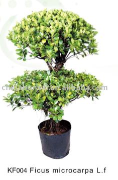 Ficus Microcarpa L.F