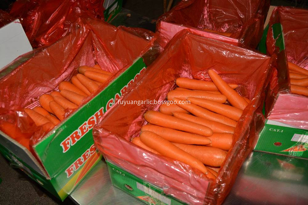 fresh carrot 