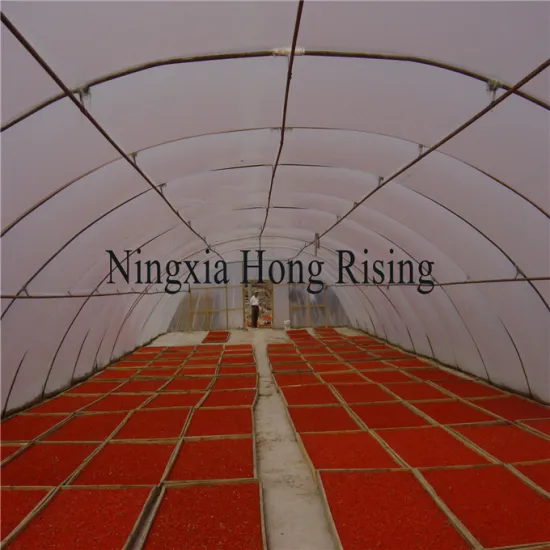 Superfood organic goji berries wild wolfberries