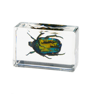 Transparent Resin Insect Specimen Gift Box: Real Scorpion, Spider, Beetle, and Cicada Collection