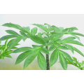Organic Amorphophallus Extract for Digestive Health and Vitality