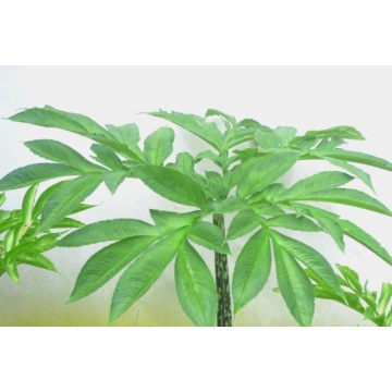 Organic Amorphophallus Extract for Digestive Health and Vitality