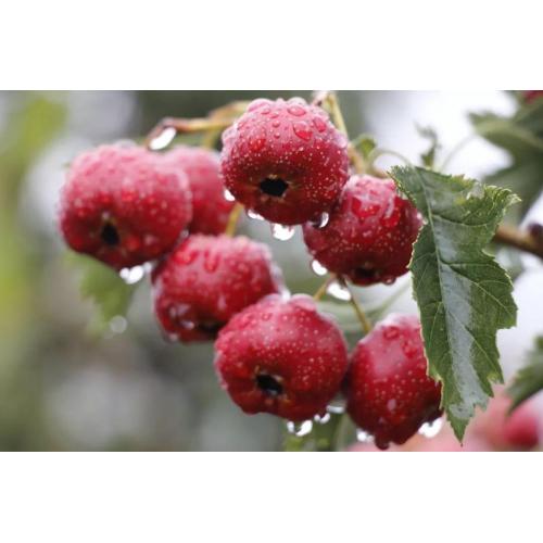 Hawthorn Berry extract powder 10% UV