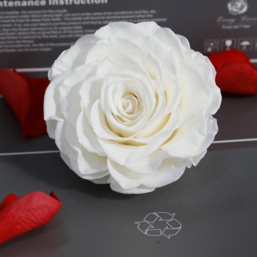 Feiliya's 9-10cm Natural Rainbow Red Rose - Preserved Flower Head 2020