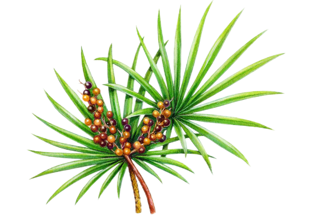 رأى Palmetto مسحوق استخراج الفاكهة