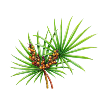 Sah Palmetto-Frucht-Extrakt-Pulver