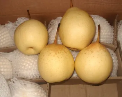 Delicious fresh fruit Ya Pear New Crop Pears