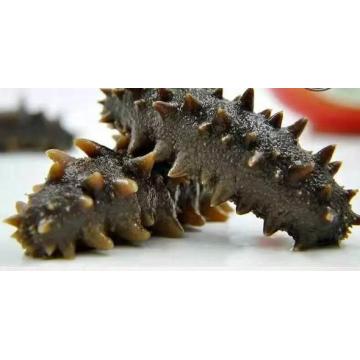 Sea cucumber Extract Powder 15% protein 20% polysaccharide