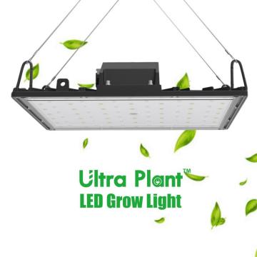 Lámparas de cultivo LED de espectro completo de 600 W de panel
