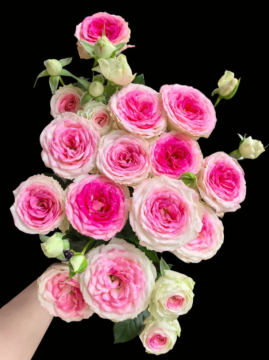 Elegant Midnight Magic Spray Rose Bouquet