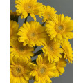 Gerbera হাঁসের আদর্শ চন্দ্রমল্লিকা