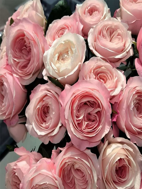 Multi-headed Catherine rose2