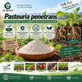 مسحوق الميكروبات Pasteuria penetrans لإدارة الديدان الخيطية البيولوجية