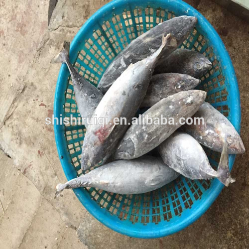 750g+ Frozen Fish Frigate Tuna Frigate Mackerel For Smoked, High