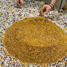 Distillers Dried Grains With Solubles 26% Corn DDGS Distillers Dried Grains with Solubles 26% Manufactory