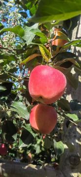 Premium Zhaotong Apple Selection: Nature's Perfect Crunch