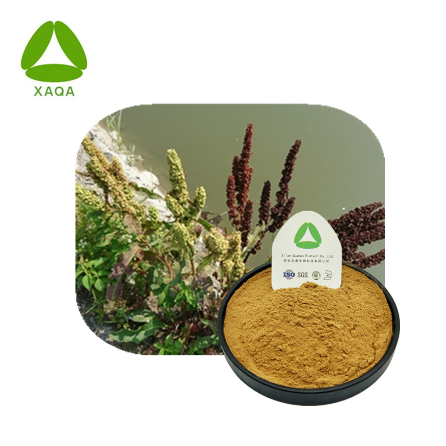 Japanese Dock Root Extract Powder Pure Natural