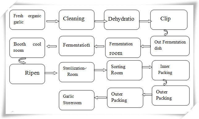 Black Garlic Fermentation