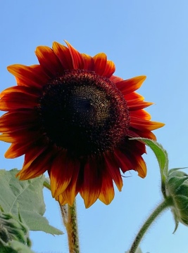 Bulk Chocolate Sunflower wholesale directly from base