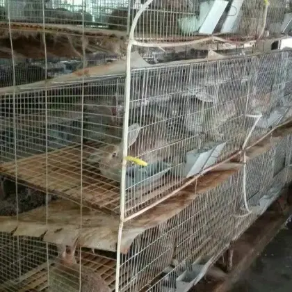 rabbit farming cage/rabbit breeding cages/commercial rabbit cages