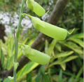 Touchhealthy σπόροι Crotalaria mucronata για φύτευση
