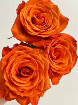 Orange Single Headed Flower for King's Day
