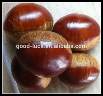 2015 Crop Chinese Fresh Chestnut in Shell, Big Size