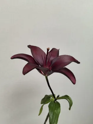 Dark Kingdom Single Lily
