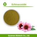 Extrait d'Echinacea Purpurea Echinacoside 4% Prix de la poudre