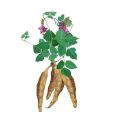 Nature Kudzu root extract