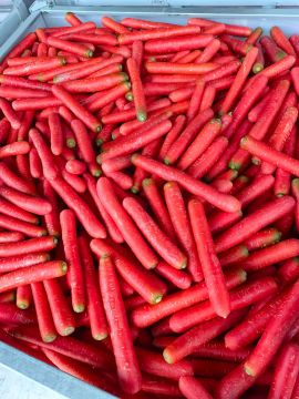 Bright Pigmented Red Core Carrot