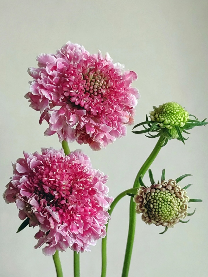 Pink Scabious