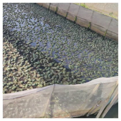 Bullfrog Breeding Purse Seine Techniques