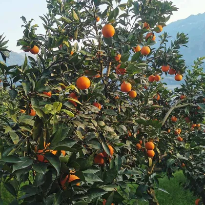 Chinese Orange Fresh Citrus Fruit Search Engine