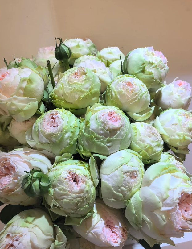 Baby Chameleon Spray Rose