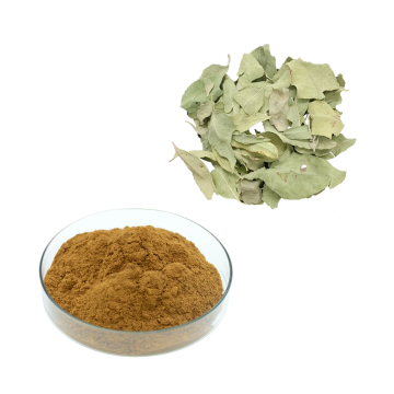 Natural Dogbane Leaf Extract Apocynum Extract