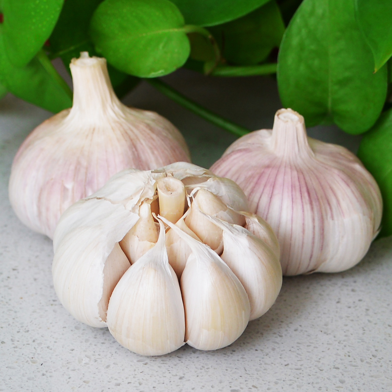 garlic