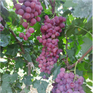 Chinese red globe grape fresh red grape fruit seedless grape crinson