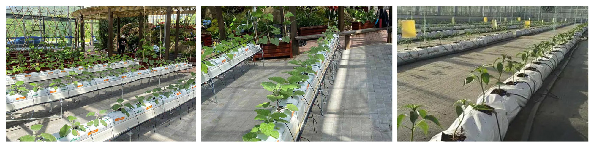 Coconut coir greenhouse