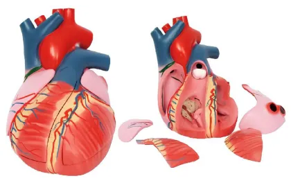 Cardiac conduction system