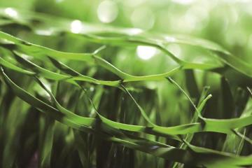 MT-Fibrillated Grass,Synthetic Grass for Tennis