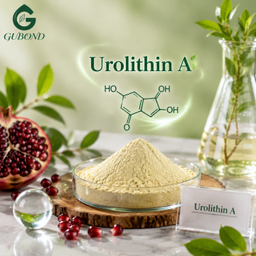 Serbuk Urolithin untuk Suplemen Penuaan yang Sihat
