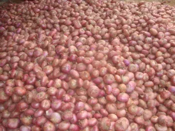 New crop Red onion