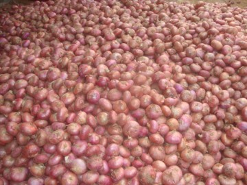 New crop Red onion